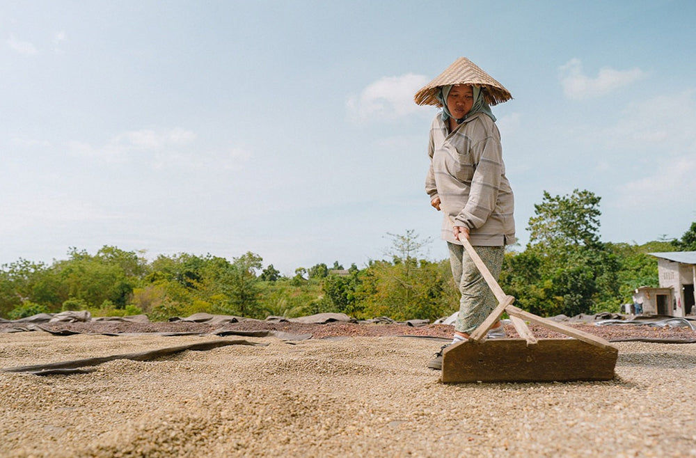 Smallholder producers, Kintamani Highlands, Bali