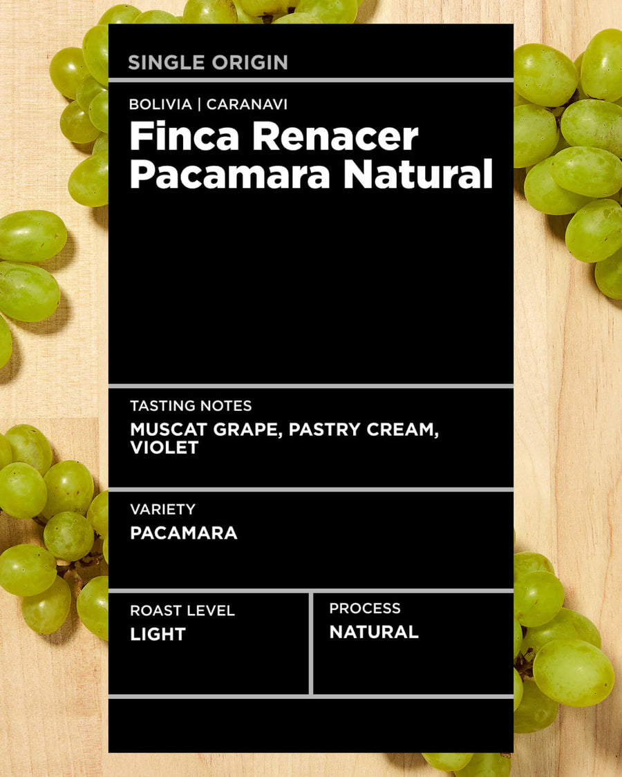 Bolivia Finca Renacer Pacamara Natural