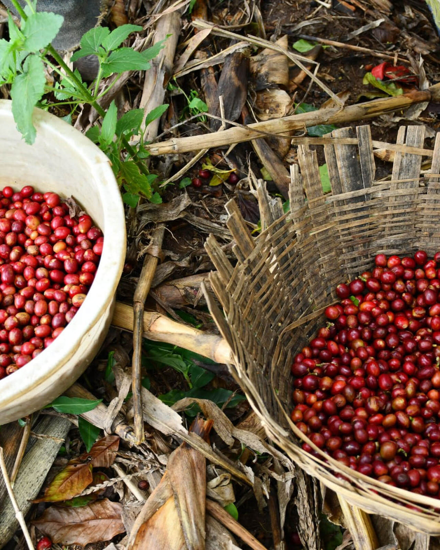 Picking fresh coffee cherries for the Turihamwe Washing Station in Ngozi Province, Burundi | Equator Coffees
