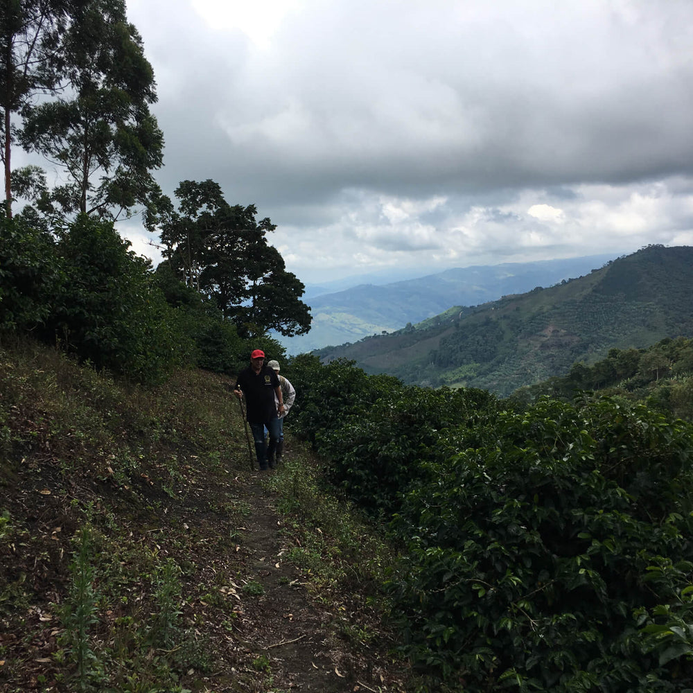 Café Granja La Esperanza