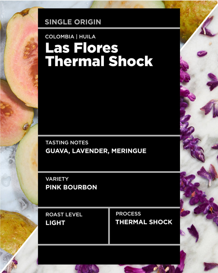 Colombia Las Flores Thermal Shock | Colombian Coffee | light roast single origin coffee | Equator Coffees
