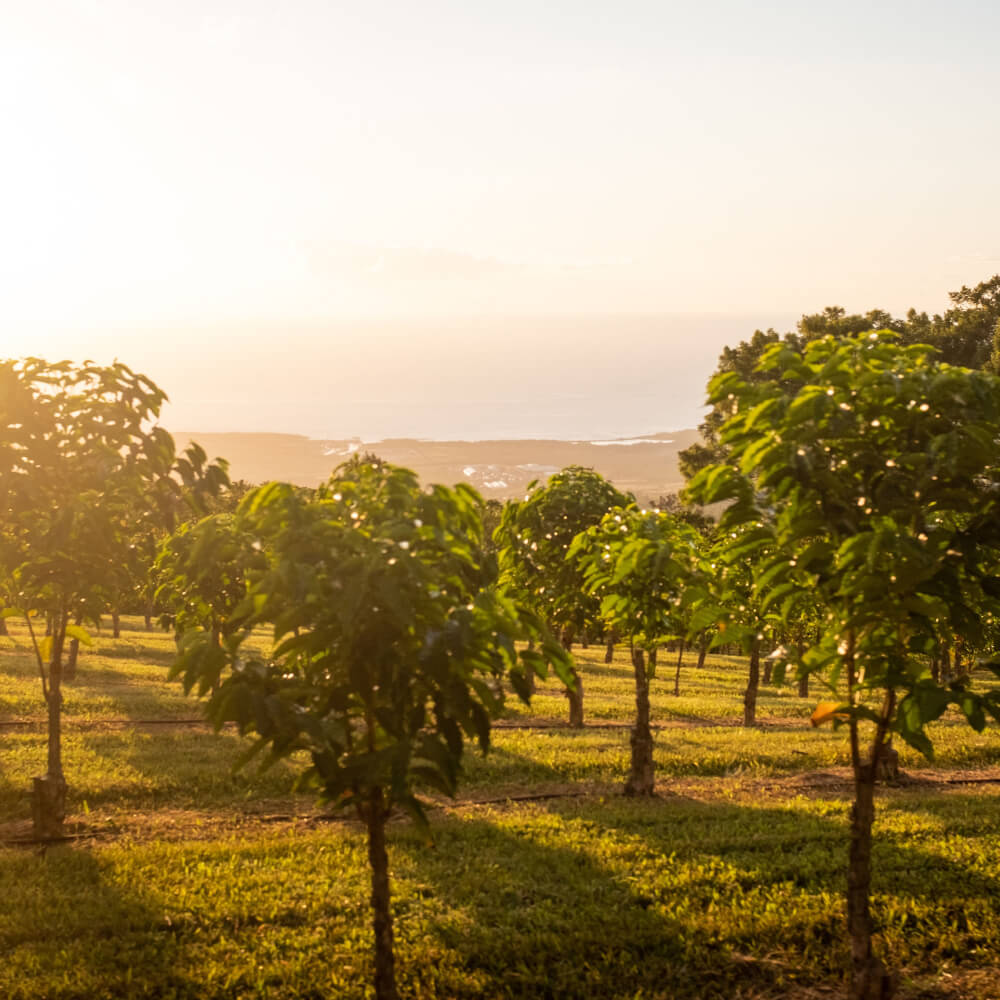 Coffee farm at sunrise | Mobile Banner | Equator Coffees