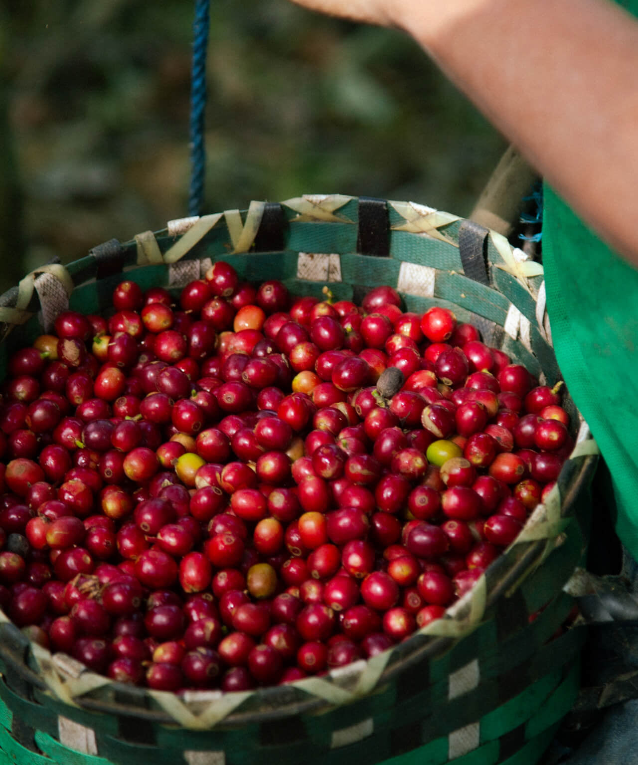 Fair Trade Coffee Set | Organic Coffee Set | Fair Trade Coffee Bundle | Organic Coffee Bundle | Fair Trade Coffee Gift | Fresh Coffee Cherries at Harvest in Nicaragua | Equator Coffees