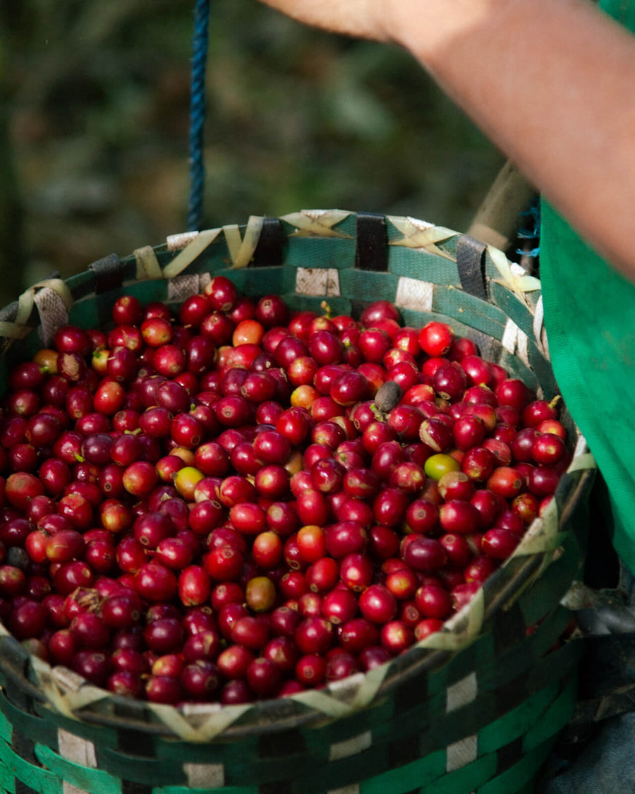 Fair Trade Coffee Set | Organic Coffee Set | Fair Trade Coffee Bundle | Organic Coffee Bundle | Fair Trade Coffee Gift | Fresh Coffee Cherries at Harvest in Nicaragua | Equator Coffees