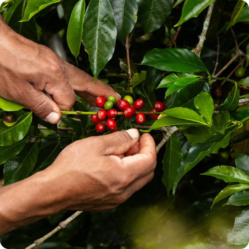 Sustainably sourced