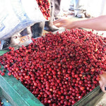 Sorting fresh coffee cherries at El Injerto in Guatemala | Equator Coffees