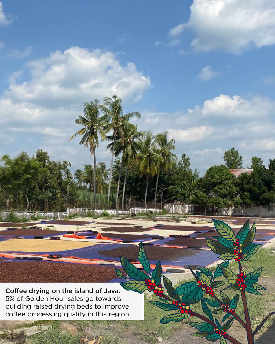 Golden Hour Blend | Equator Seasonal Coffee Blend | Equator Summer Coffee Blend | Equator Summertime Coffee Blend | Belift Coffee drying bed project in Java | Equator Coffees