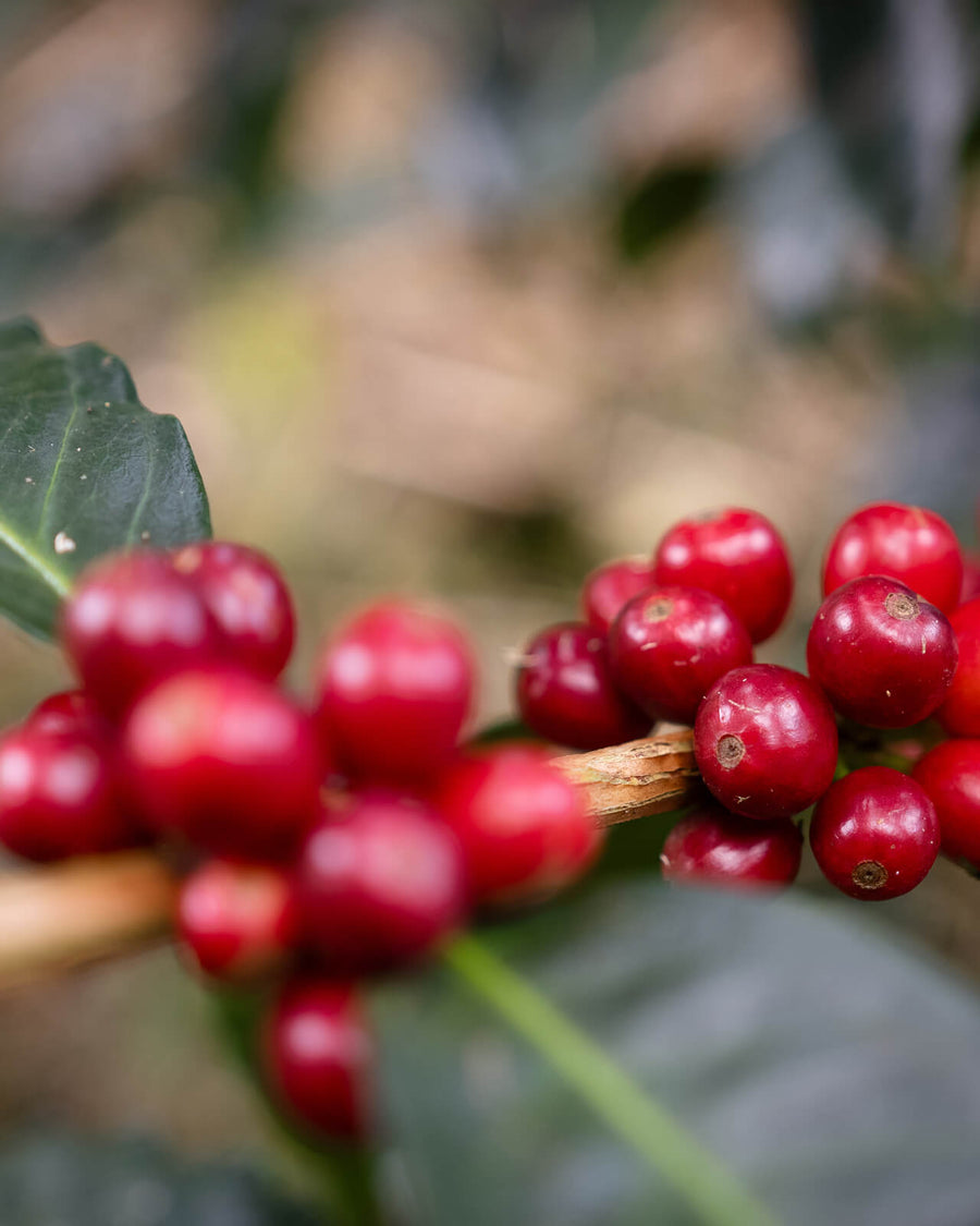 Panama Hacienda La Esmeralda Gesha | Peterson Family | Coffee cherries at Hacienda La Esmeralda | Equator Coffees