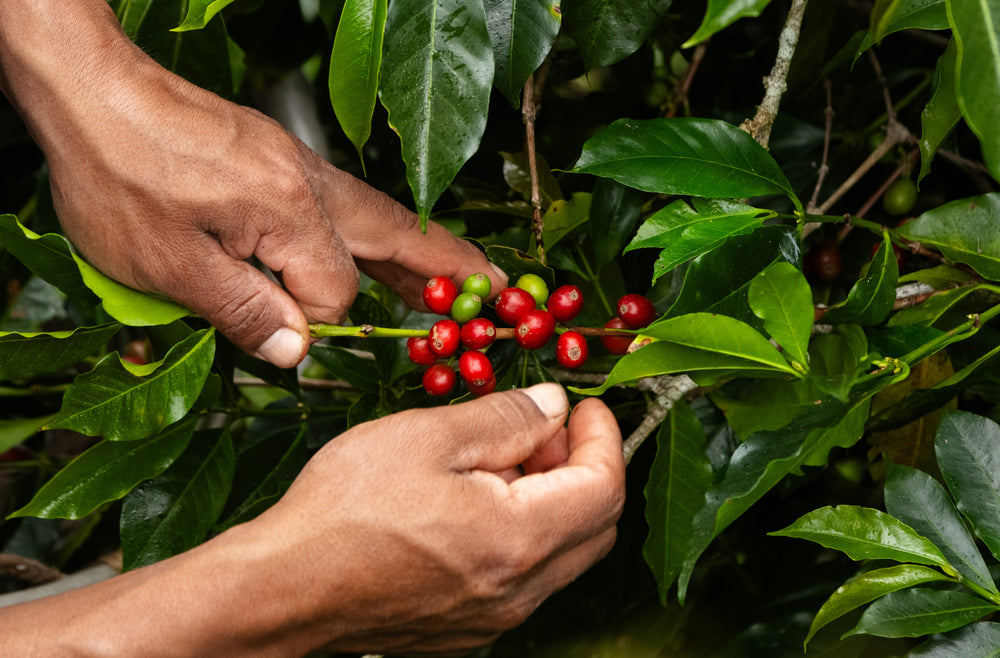 Cooperativa Agrícola de Servicios Múltiples Norandino
