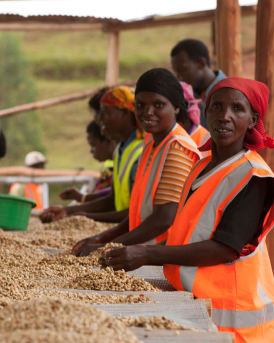 Rwanda Nyampinga Coffee | Rwanda Coffee | Coffee from Rwanda | Sorting coffee for processing at Nyampinga in Rwanda | Equator Coffees