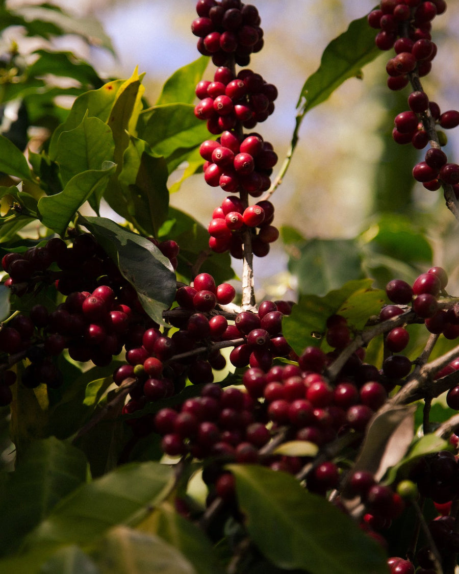 Nicaragua Sacaclí Regenerative Organic Certified™ | Nicaragua Coffee | Coffee from Nicaragua | Regenerative Organic Certified Coffee | Nicaragua Cooperativa de Servicios Múltiples Sacacli | Coffee Cherries in Bloom | Equator Coffees