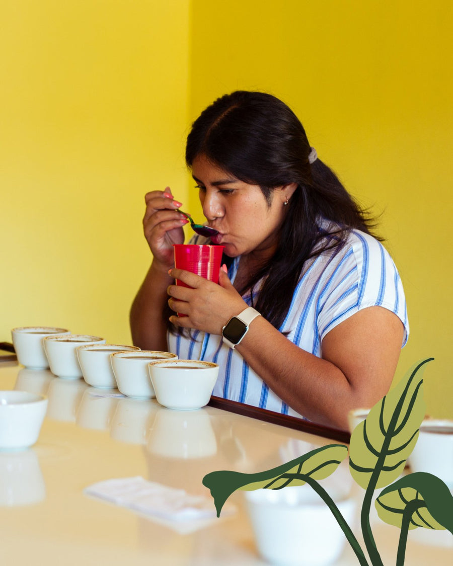 Nicaragua Sacaclí Regenerative Organic Certified™ | Nicaragua Coffee | Coffee from Nicaragua | Regenerative Organic Certified Coffee | Nicaragua Cooperativa de Servicios Múltiples Sacacli | Coffee Quality Control Lab | Equator Coffees