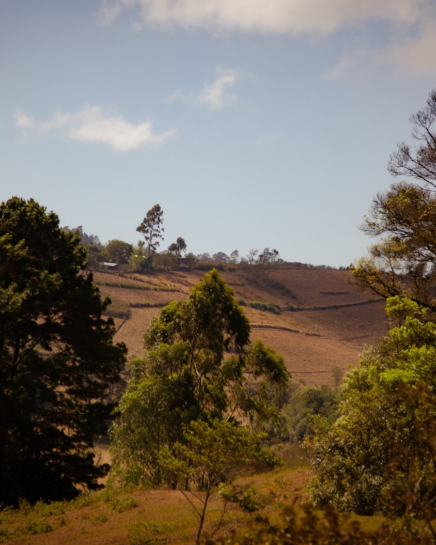 Nicaragua Sacaclí Regenerative Organic Certified™ | Nicaragua Coffee | Coffee from Nicaragua | Regenerative Organic Certified Coffee | Nicaragua Cooperativa de Servicios Múltiples Sacacli | Natural Hillside | Equator Coffees