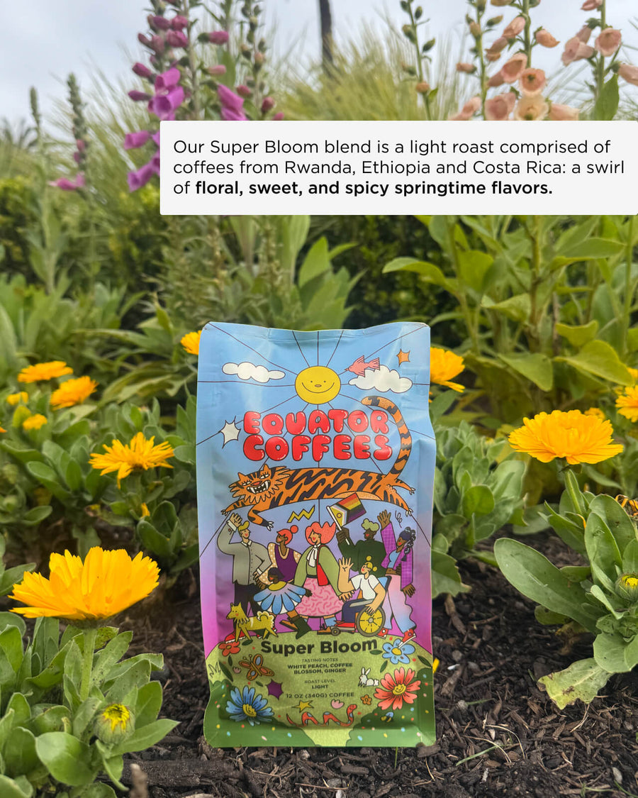 Our super Bloom blend is a light roast comprised of coffees from Rwanda, Ethiopia and Costa Rica: a swirl of floral, sweet, and spicy springtime flavors | Equator Coffees
