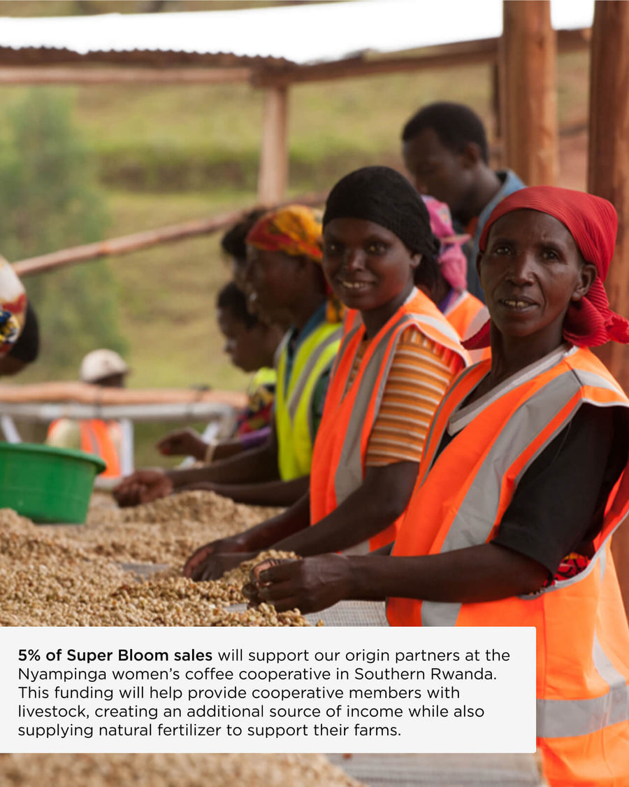 5% of Super Bloom sales will support our origin partners at the Nyampinga women's coffee cooperative in Southern Rwanda. This funding will help provide cooperative members with livestock, creating an additional source of income while also supplying natural fertilizer to support their farms | Equator Coffees